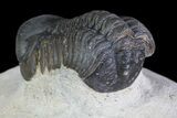 Reedops Trilobite - Atchana, Morocco #69613-3